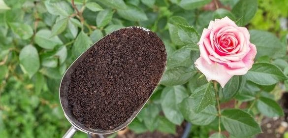 coffee grounds for roses