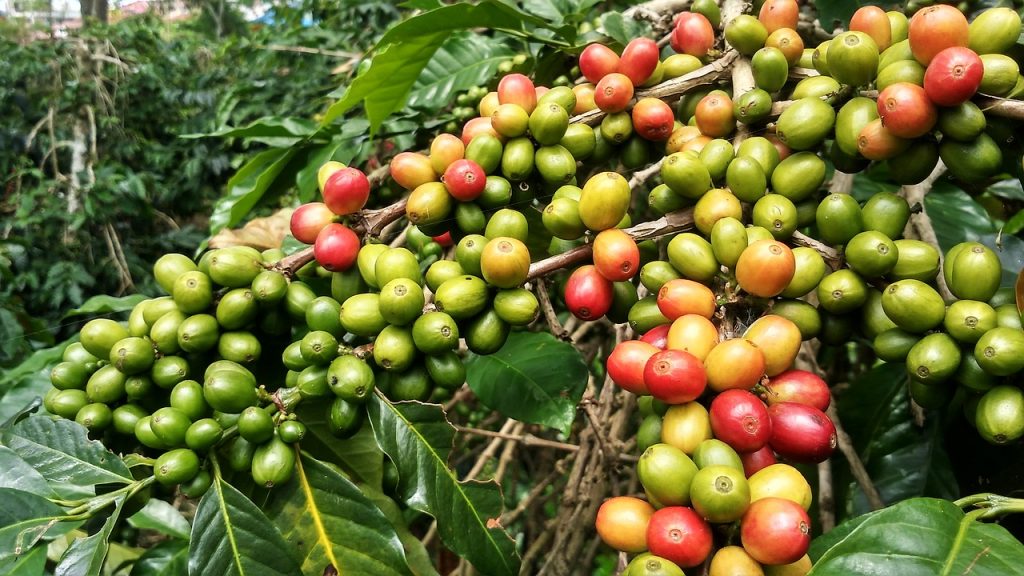 coffee fruit extract
