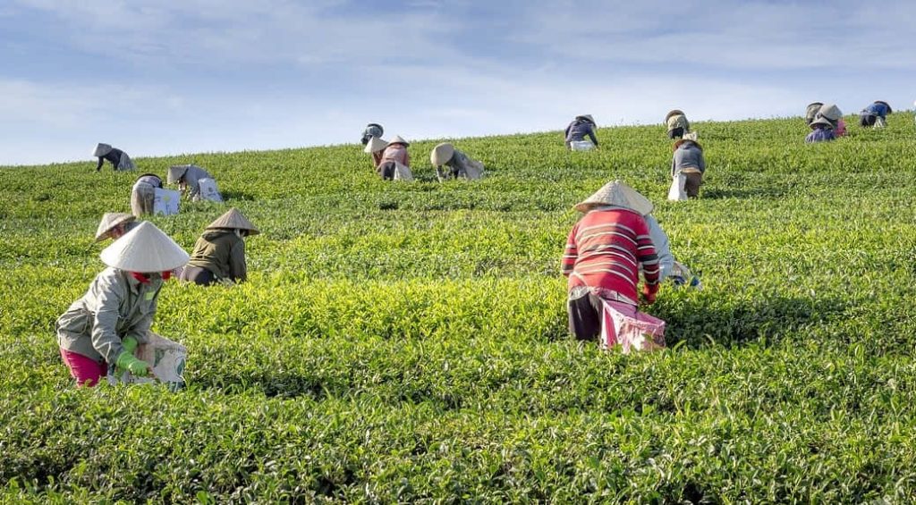 white tea vs green tea - harvesting