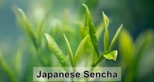 Japanese sencha tea